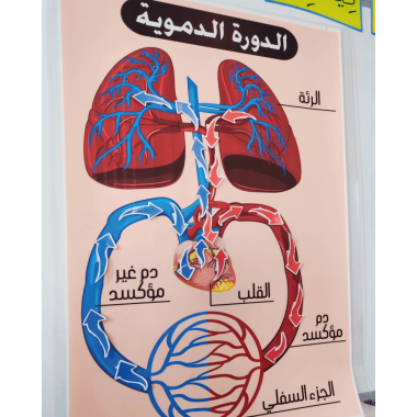 الدورة الدموية