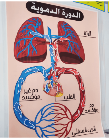 الدورة الدموية