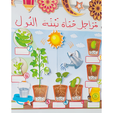 دورة حياة النبتة