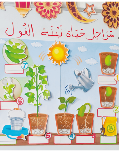 دورة حياة النبتة