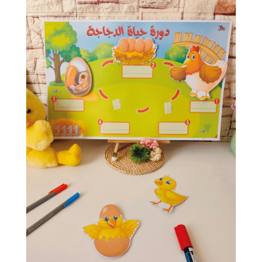 دورة حياة الدجاجة