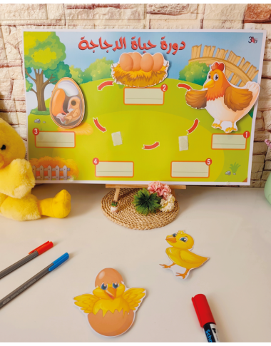 دورة حياة الدجاجة