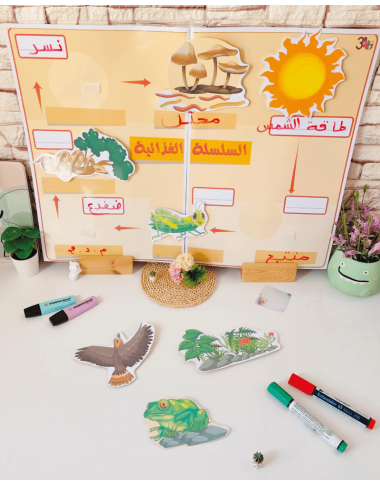 سلسلة غذائية برية